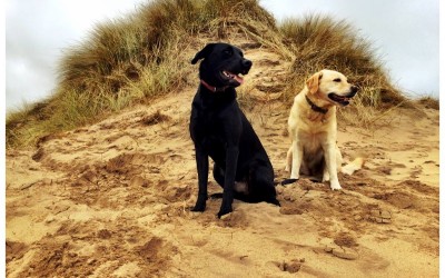 Parlez-vous français?