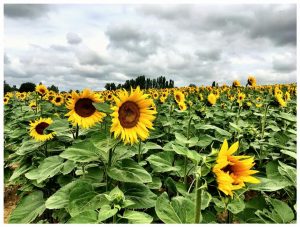 Sunflowers, Francescas, Lot-et-Garonne