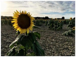 Sunflowers, Francescas, Lot-et-Garonne